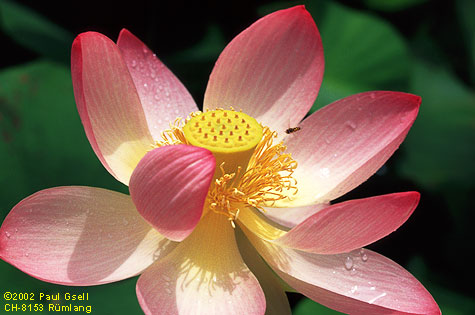 معرفی و راهنمای پرورش درختان زینتی - لاله مردابی، لوتوس هندی